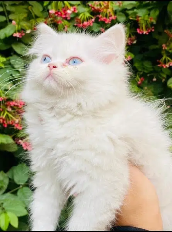 Persian cats/ kittens for sale /