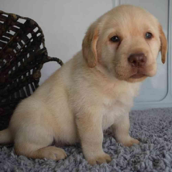 There is all type of dogs breed here......both : French bulldog, labrador retriever, poodle, bulldog, beagles dogs ......in both puppies and adults