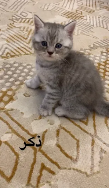 قطط سكوتش للبيع