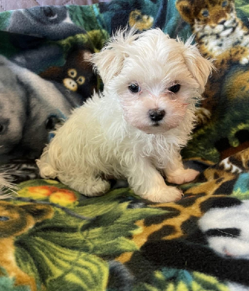 Maltese ball of fur maltese, Buddy