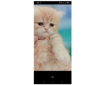 Pure Persian Female Cat for Sale