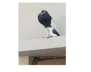 magpai breeder male