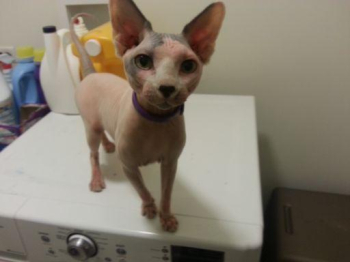 Adult male sphynx cat for sale in Hainesville, Illinois