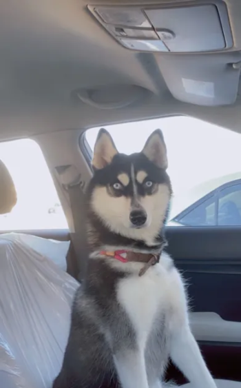 اثنى - أوشا - 13kg مدربة جيداً