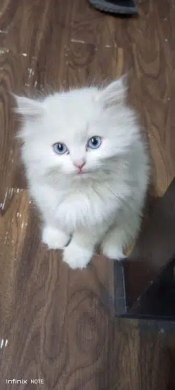 Blue Eyes Pure Persian Triple Coated Healthy Kitten