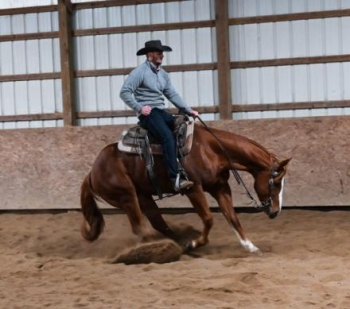 2016 AQHA Palomino Solid, Seasoned Ranch Gelding