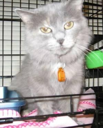 Male Persian Cat for sale in Raymond, Illinois