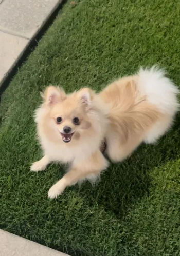 Pomeranian mini