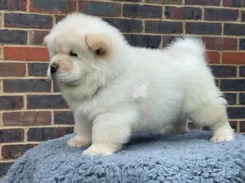 Chow CHow Puppies