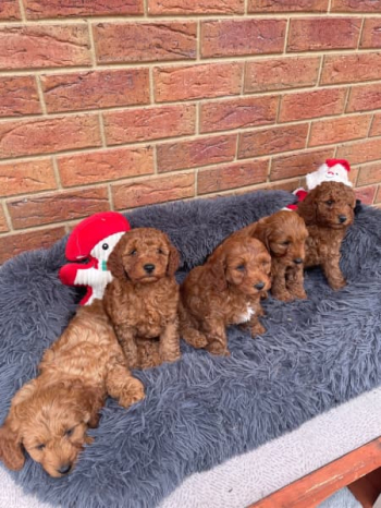 Cavoodle Puppies