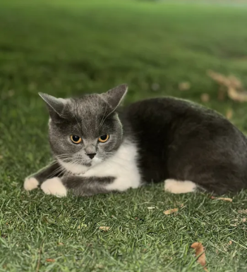 قطة من نوع British Shorthair