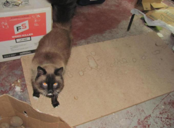 Siamase Cat for sale in Argo Fay, Illinois