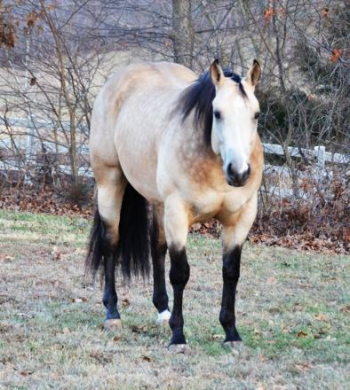 Buckskin Gelding Kids Safe. ONCE IN A LIFETIME GELDING