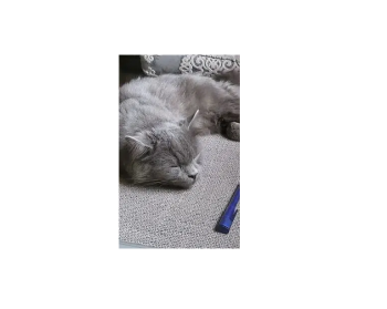 Persian mix Male