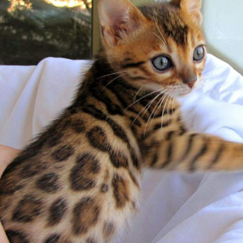 Bengal kittens for adoption text at (615) 864-0451