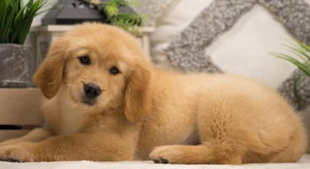 Buyes Golden retriever puppies for sale