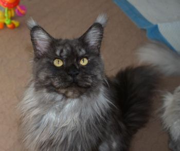 Maine Coon kittens and adults