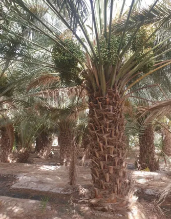 مؤسسة النخل نخل فاخر للبيع