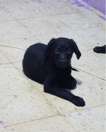 كلاب جولدن تربية منزل