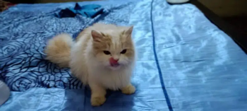 Pair of 2 females cat pregnant doll face and semi punch cute cats