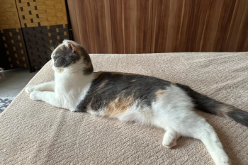 قطط اسكوتش فولد