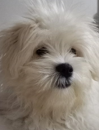 Bichon Maltese