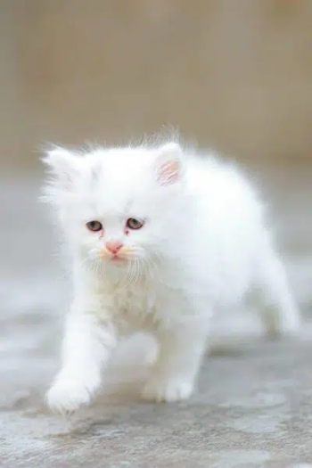 Persian kitten male,female