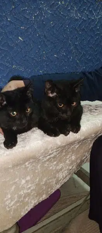 American persion cat