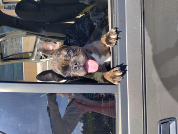 Merle french bulldog puppy
