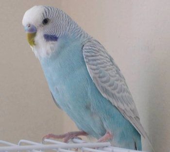 Young Male Budgie