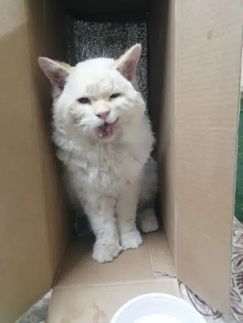 nice cats