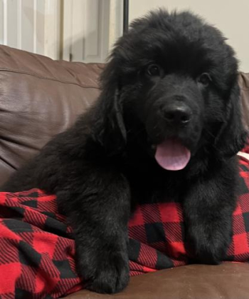Newfoundland Puppies for sale in North Branch, Michigan