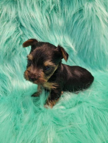Yorkshire terrier Teddy