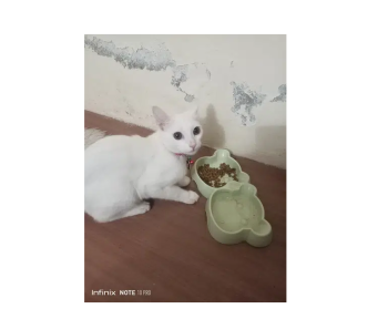 Turkish Male Cat