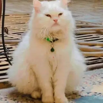 Pets / CatsPets / Cats 