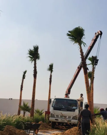 النخيل والواشنطونيا للبيع مع خدمة التوصيل والتركيب جميع الا مارات