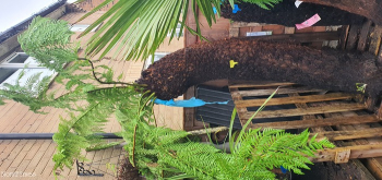 Dicksonia Antarctica Tree Fern 5ft 10. Huge fat Trunk