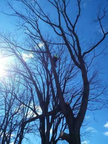 Arbor Tech Tree Service