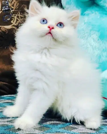 High Quality Persian Cats & Persian Kittens For Sale