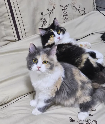 قطط شيرازي اناث