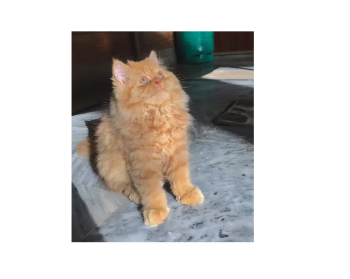 Persian triple coated Punch face kittens