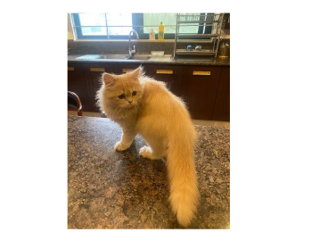 Small Cat (4 months)