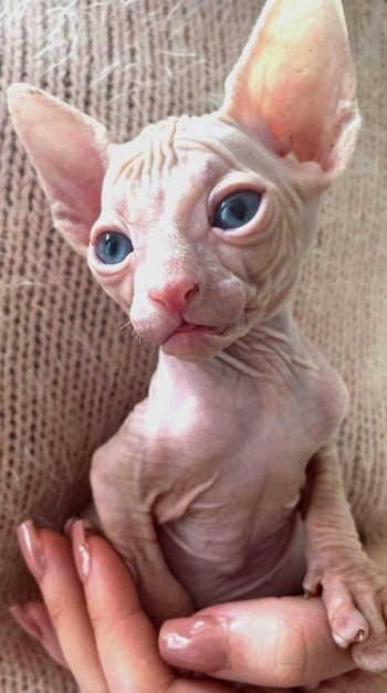 Sphynx kittens we have 3 left