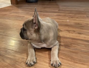 French Bulldog blue fawn DELILAH