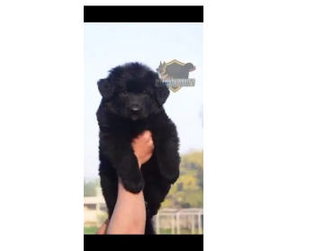 Black German shepherd puppies for sale