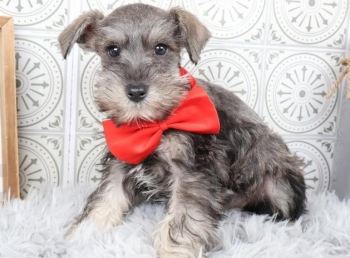 Xmas Miniature Schnauzer puppies