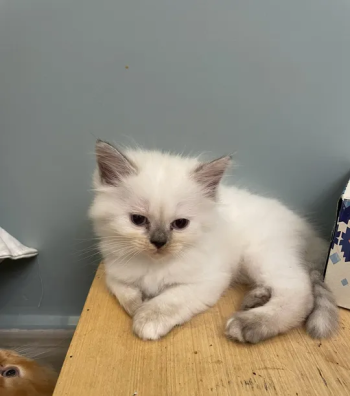 قطاو صغار أعمارهم شهر