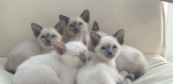 Siamese kittens ,
