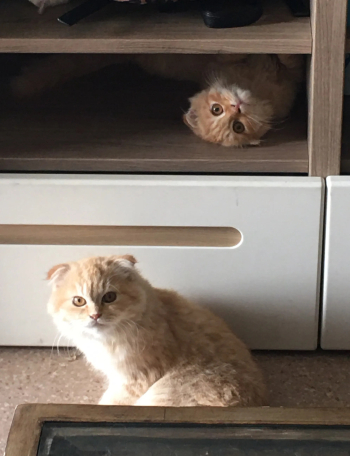 3 cats different breeds for sale for reasonable price ستة قطط من فصائل مختلفة للبيع بأسعار معقولة