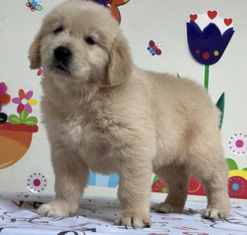 Golden retriever puppy for sale in Los Angeles, California